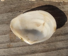 Austromacoma constricta