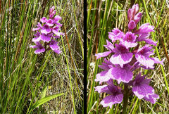 Dactylorhiza foliosa image