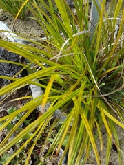 Carex coriacea
