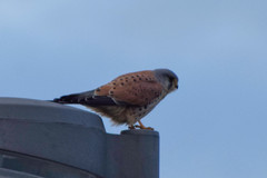 Falco tinnunculus