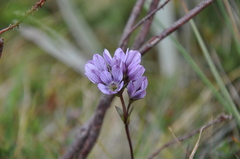 Gentianella corymbosa