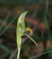 Pterostylis tasmanica