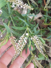 Veronica albicans