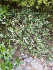 Veronica albicans