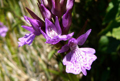 Dactylorhiza foliosa image