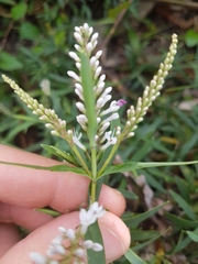Veronica albicans