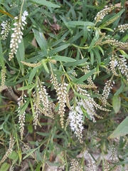 Veronica albicans
