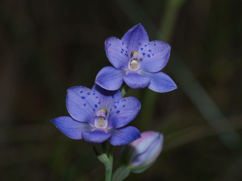 Orchidoid Orchids