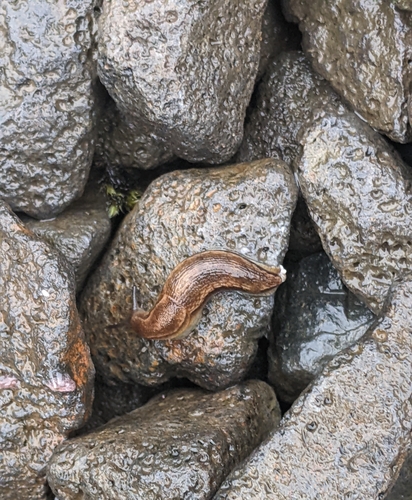 slizovec hnedý (Arion subfuscus)