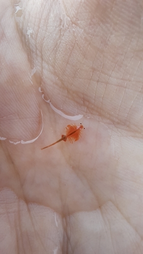 Brine Shrimp