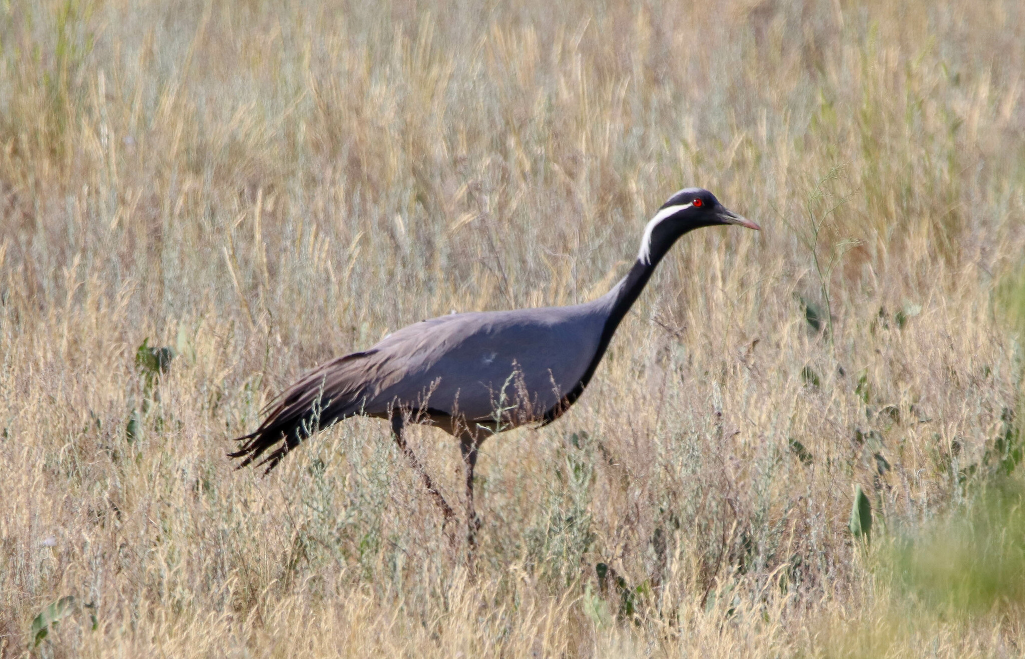 Demoiselle Crane