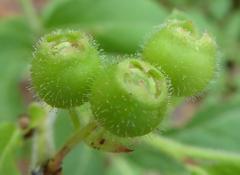 Vaccinium hirsutum