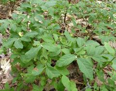 Vaccinium hirsutum