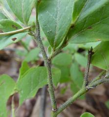 Vaccinium hirsutum
