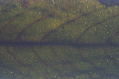 Casearia battiscombei image