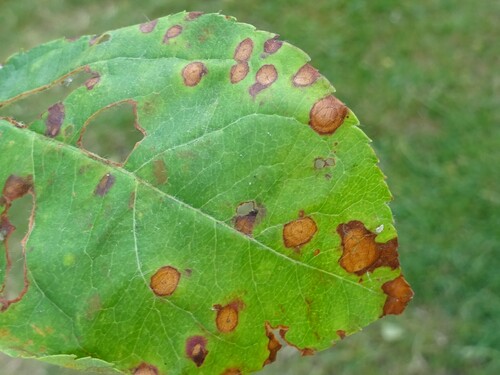 Eutypella juglandicola, 2023-06-25