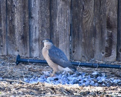 Accipiter cooperii
