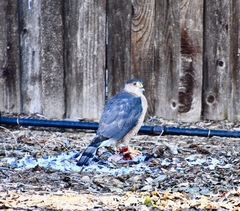 Accipiter cooperii