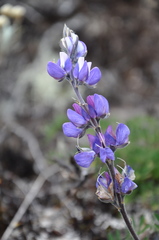 Lupinus bogotensis