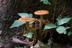 Desarmillaria caespitosa image
