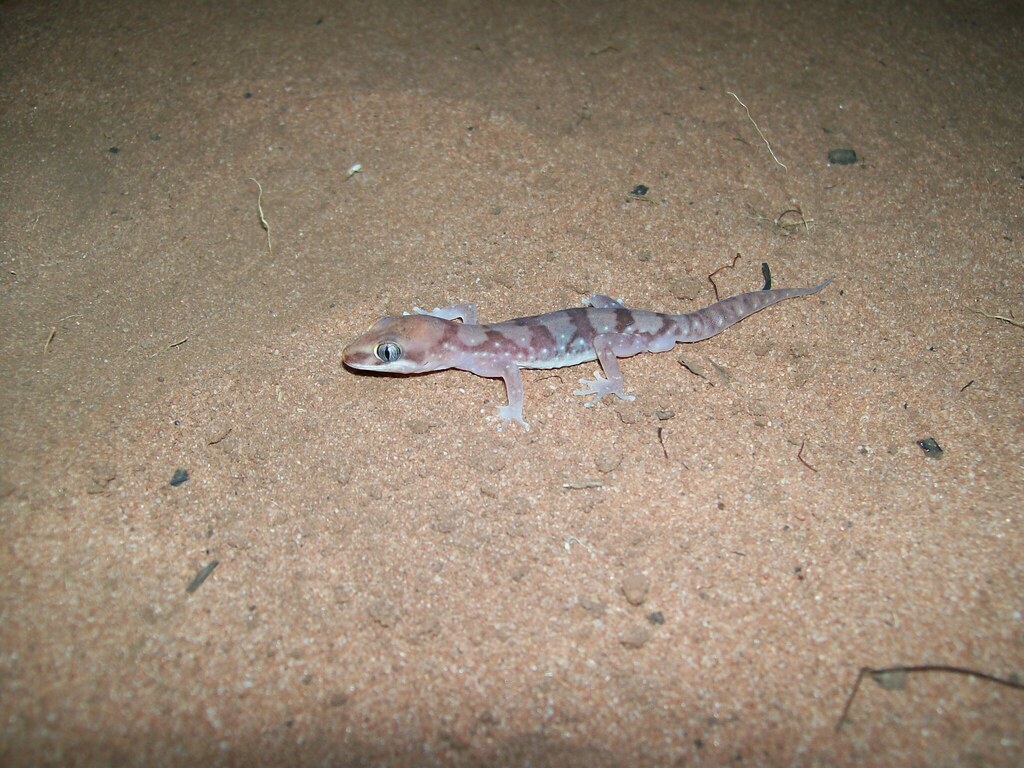 Alligator River Gecko
