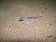 Alligator River Gecko photo 1
