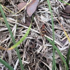 Compsocryptus texensis