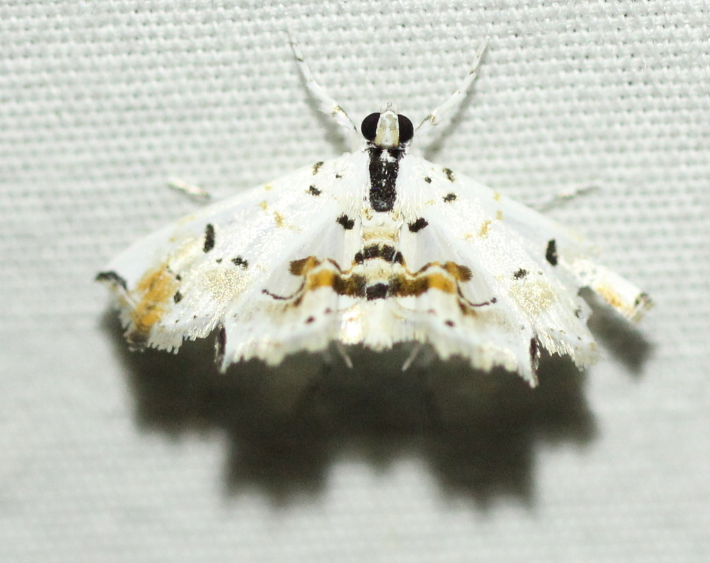 Hositea bicincta