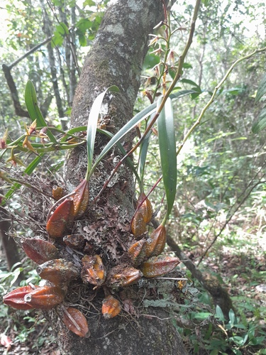 Bulbophyllum reflexiflorum image