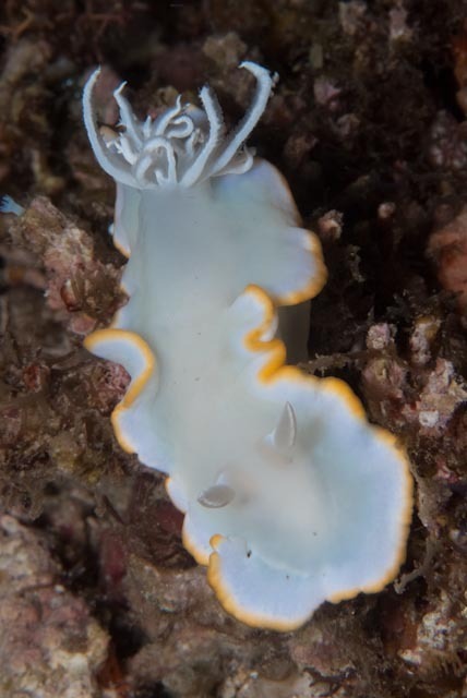 Ardeadoris egretta