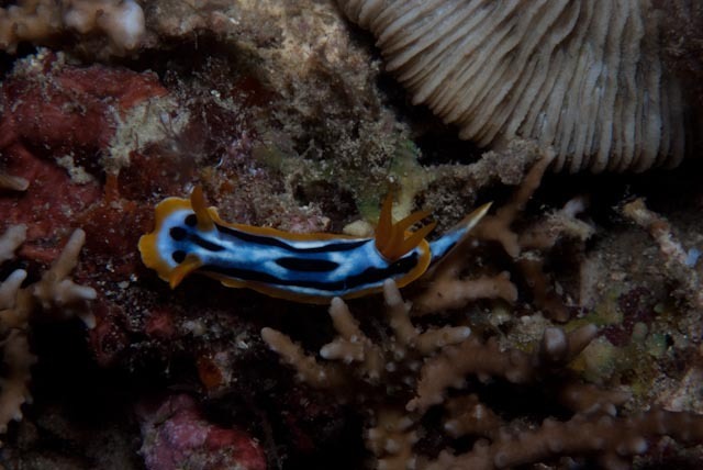 Broken-line Rainbow Dorid