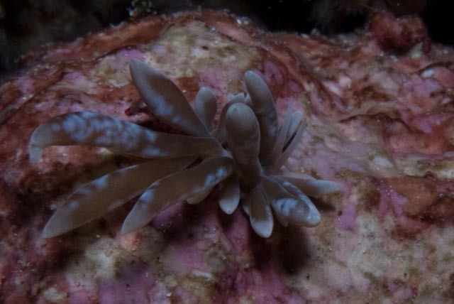 Coleman's Phyllodesmium