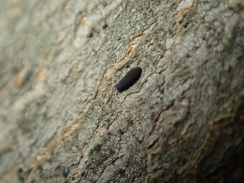 Neanuridae