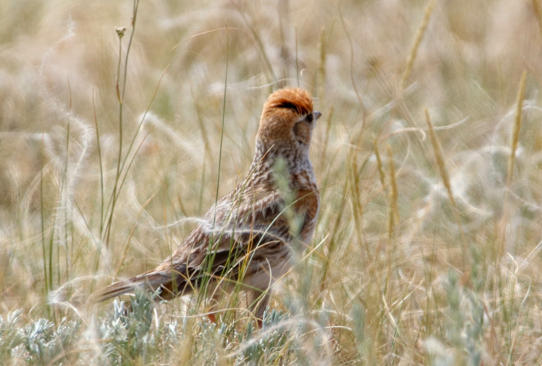 White-winged Lark