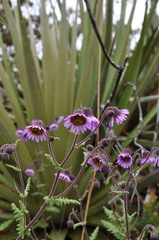 Senecio formosoides