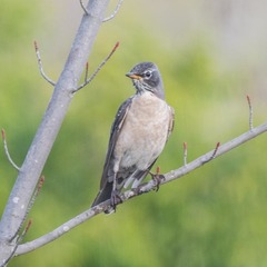 Turdus migratorius