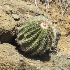 Melocactus intortus
