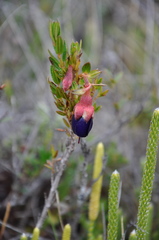 Brachyotum strigosum