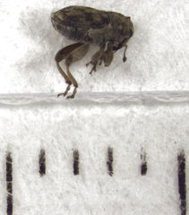 Hypurus bertrandi