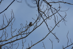 Junco hyemalis mearnsi