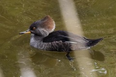 Lophodytes cucullatus