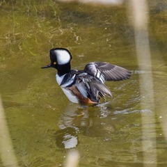 Lophodytes cucullatus