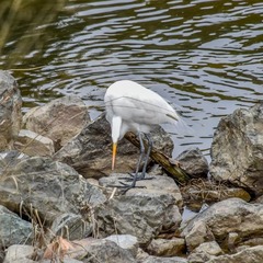 Ardea alba