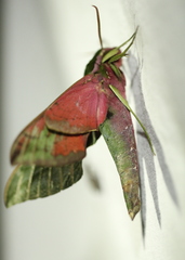 Xylophanes belti