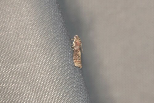 Dotted Oak Knot-horn, 5694 Breugel, Nederland, photo 9 of 10