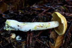 Cortinarius rubiginosus