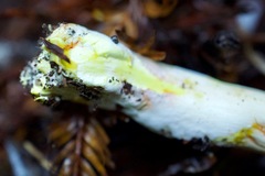 Cortinarius rubiginosus