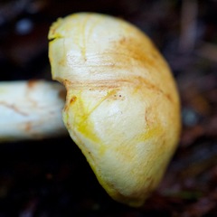 Cortinarius rubiginosus