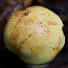 Cortinarius rubiginosus