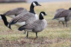 Branta hutchinsii hutchinsii